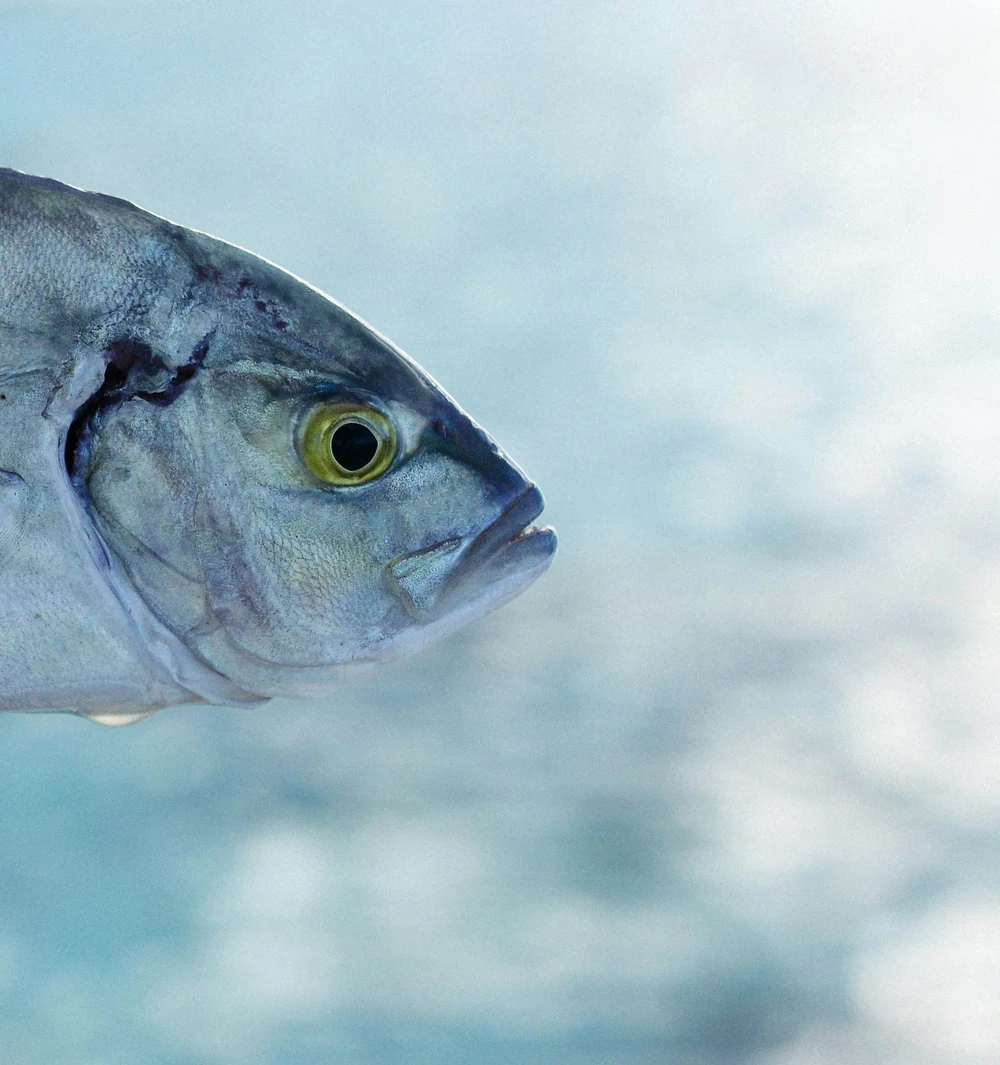 Ministry of Fisheries  to Protect Maldives Coral Reefs